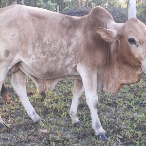 Boran bull