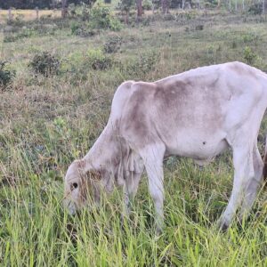 Purebred Boran Heifer 2