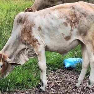 Purebred Boran Heifer